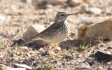 Berthelot's pipit (Anthus berthelotii maderensis)