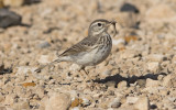 Berthelot's pipit (Anthus berthelotii maderensis)