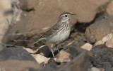 Berthelot's pipit (Anthus berthelotii maderensis)