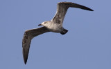 Lesser black-backed gull (Larus fuscus fuscus)