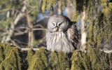 Great gray owl (Strix nebulosa)