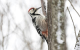 White-backed woodpecker (Dendrocopos leucotos)