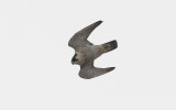 Peregrine falcon (Falco peregrinus)