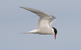Arctic tern (Sterna paradisaea)
