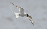 Arctic tern (Sterna paradisaea)