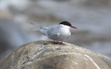 Arctic tern (Sterna paradisaea)