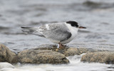 Arctic tern (Sterna paradisaea)