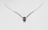 Arctic tern (Sterna paradisaea)