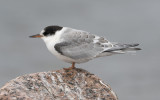 Arctic tern (Sterna paradisaea)