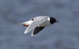 Little gull (Hydrocoloeus minutus)