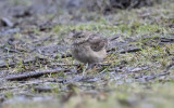 Blyths pipit (Anthus godlewskii)