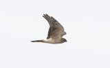 Pallid harrier (Circus macrourus)