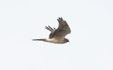 Pallid harrier (Circus macrourus)