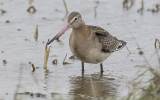 Black-tailed godwit (Limosa limosa islandica)