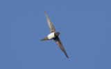 Alpine swift (Tachymarptis melba)