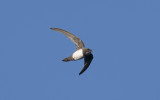 Alpine swift (Tachymarptis melba)