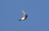 Alpine swift (Tachymarptis melba)