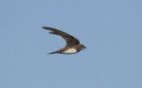 Alpine swift (Tachymarptis melba)