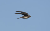 Alpine swift (Tachymarptis melba)