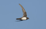 Alpine swift (Tachymarptis melba)