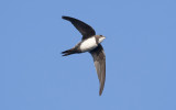 Alpine swift (Tachymarptis melba)