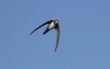 Alpine swift (Tachymarptis melba)