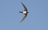 Alpine swift (Tachymarptis melba)