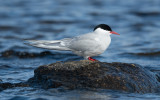 Arctic tern (Sterna paradisaea)