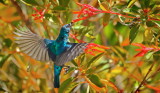 birds_