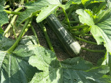 A giant zucchini which ready to be picked was growing in the garden.