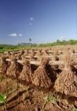 Pinar del Rio Vinales Gold 100 95_resultat.jpg