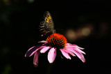 The Butterfly Garden in Krause Springs
