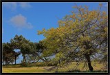 Oak and Pines.