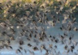 starling (Sturnus vulgaris)