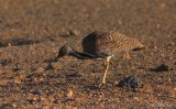 houbara bustard (Chlamydotis undulata)