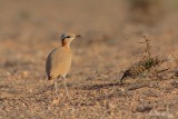 cream-coloured courser (Cursorius cursor)