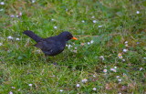 Blackbird (turdus merula)