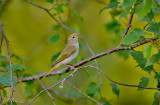 Western Bonellis Warbler (Phylloscopus bonelli)