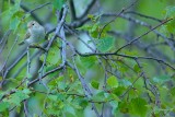 Western Bonelli's Warbler