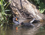 Moorhen + chick.