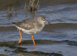 Redshank.