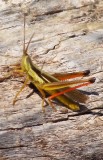 DSC01834v.jpg