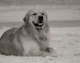 Dogs