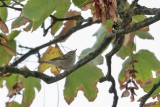 Bladkoning - Yellow-browed Warbler