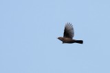 Merel - Common Blackbird