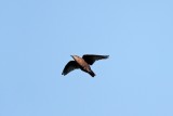 Zwarte Spreeuw - Spotless Starling