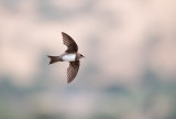 Alpengierzwaluw; Alpine Swift; Apus melba