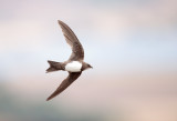 Alpengierzwaluw; Alpine Swift; Apus melba