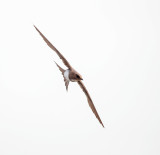 Alpengierzwaluw; Alpine Swift; Apus melba