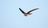 Alpengierzwaluw; Alpine Swift; Apus melba
